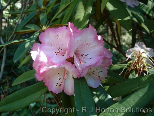 Rhodendron Pink_2 